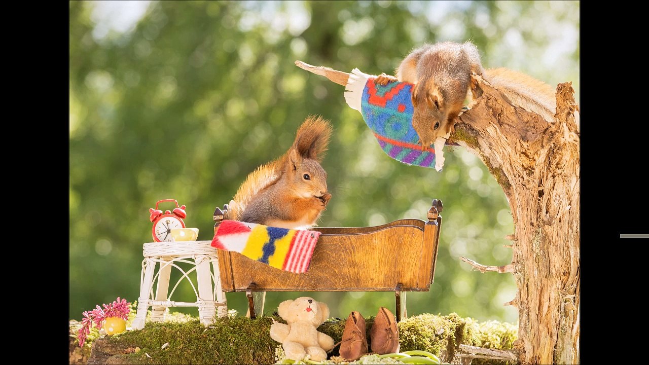squirrel's bedroom