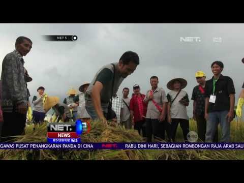 Turis Asing dari 7 Negara Ikut Memanen Padi di Banyuwangi - NET5