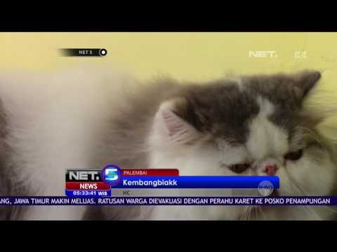 Budidayakan Kucing Persia, Pria Asal Palembang Raup Untung - NET5