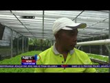 Bertanam di Lahan Sempit Dengan Pola Tanam Hidroponik yang Menguntungkan - NET12