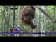 Habitat yang Mulai Rusak, Orangutan di Hutan Mangkutub Direlokasi - NET12