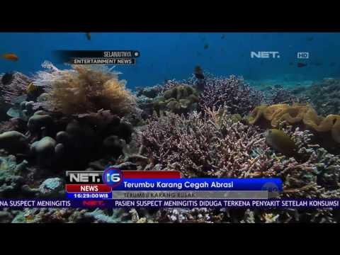 Terumbu Karang Raja Ampat Terlengkap dan Terbaik di Dunia ini Rusak Akibat Kelalaian Manusia - NET16