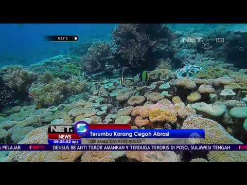 Terumbu Karang Raja Ampat Terbaik di Dunia - NET5