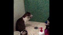Funny Cats Enjoying Bath _ Cats That Ler