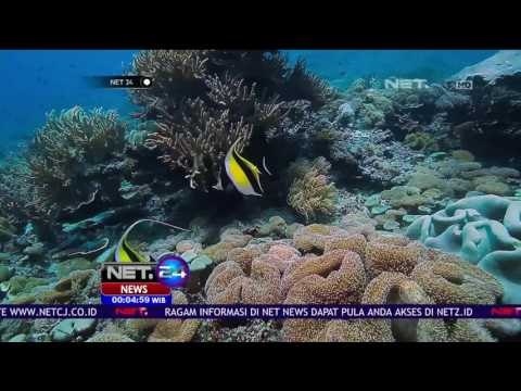 Terumbu Karang Raja Ampat Terbaik di Dunia - NET24