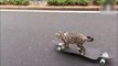 Ce chat est un as du Skateboard! Trop marrant