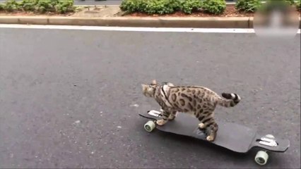 Télécharger la video: Ce chat est un as du Skateboard! Trop marrant