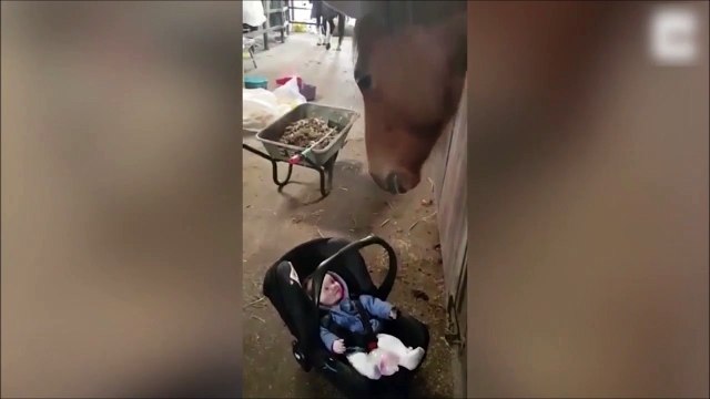 Ce cheval peut garder vos enfants pour la soirée... Mieux qu'une nounou