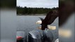 Un aigle vient piquer un morceau de viande sur un bateau