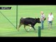 Get me out in the field! Cow interrupts friendly football match in Bulgaria