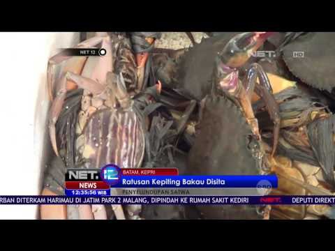 Petugas Sita Ratusan Kepiting Bakau yang Akan Diselundupkan ke Singapura - NET12