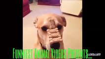 NEW _Try Not To Laugh Challenge_ _ Fwwunny Animals Vines Compilation _ Top Funny Pets
