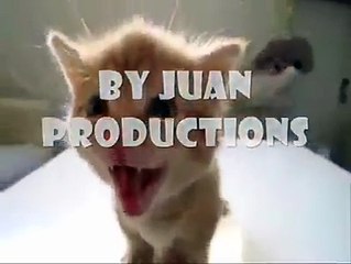 FIESTA, FIESTA, FIESTA!!!