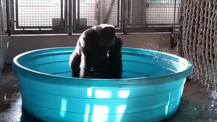 Un gorille en train de danser