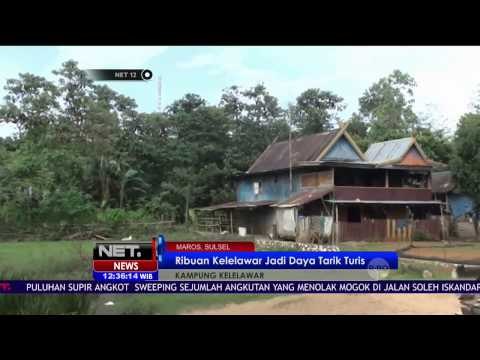 Warga di Desa Maros Sulsel Hidup Harmonis dengan Ribuan Kalelawar - NET12