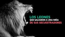 Los Leones que salvaron a una niña de sus secuestradores