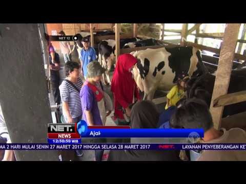 Wisata Edukasi Anak di Cianjur, Proses Membuat keju Mozarella - NET12