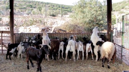 店橋憲一の動物シリーズ5