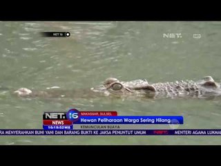 6 Ekor Bebek Jadi Umpan untuk Menangkap Buaya - NET16