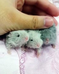 I need these three tiny mice for stress reasons 