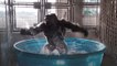 This Gorilla dances in kiddie pool like no one's watching
