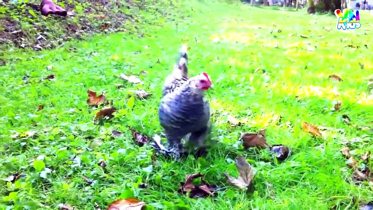 Con Gà Trống - Bài Hát Con Gà Trống Gáy Le Te - Ca Nhạc Thiếu Nhi