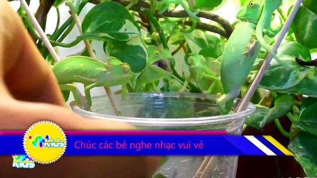 Con Trâu - Bài Hát Gọi Trâu - Nhạc Thiếu Nhi Vui Nhộn