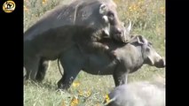 Wild pig mating videos _ wild pig fast and hard mating _ wild animals mating videos 2017