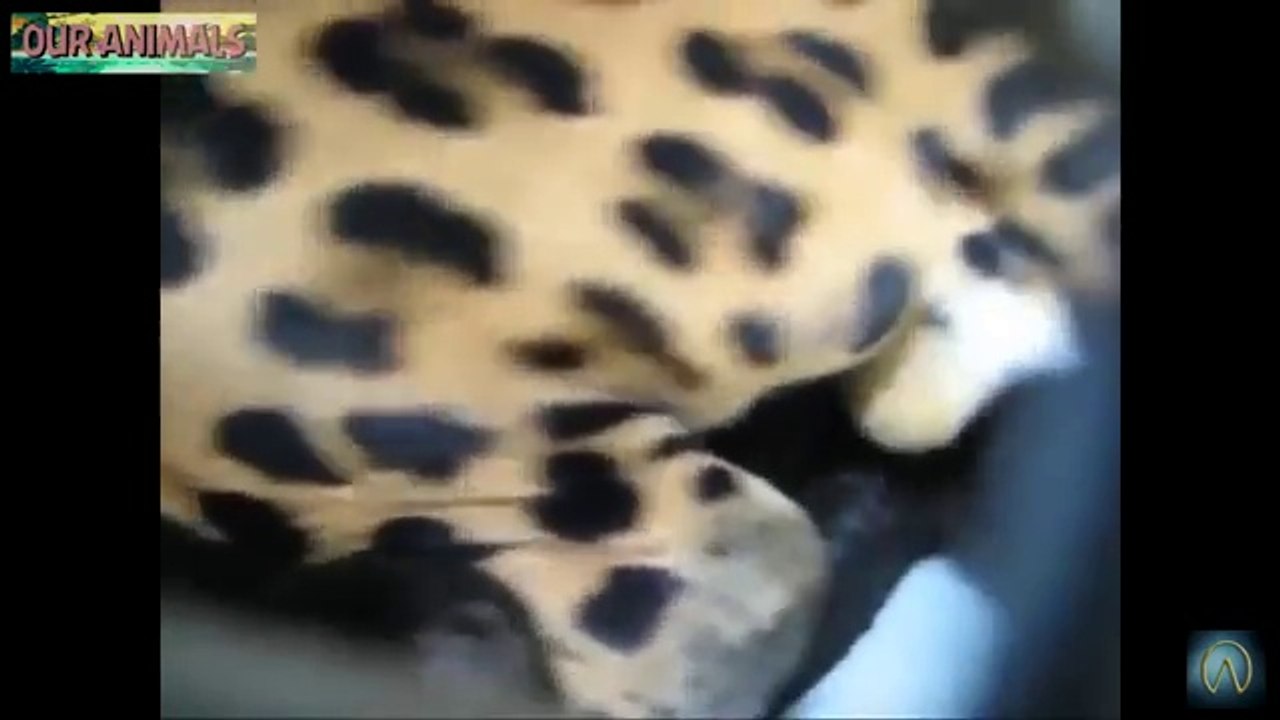 Wild Cats Mating - Lion, Tiger, Jaguar _ Black Jaguar, Leopard!
