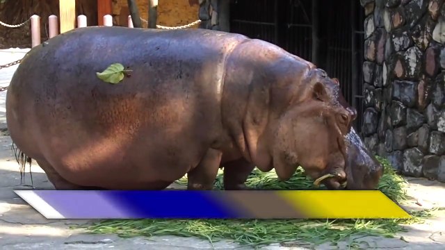 Con Tê Giác - Liên khúc Nhạc Thiếu Nhi Vui Nhộn Giúp Bé Ăn Ngon Miệng