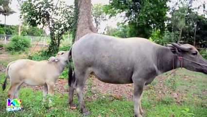 Con Tê Giác, Con Bò - Nhạc thiếu nhi vui nhộn hay nhất