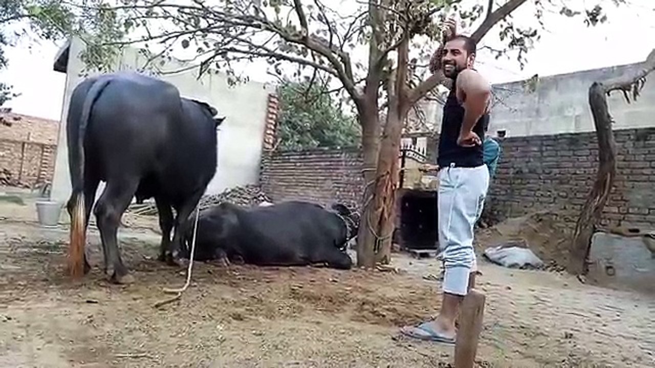 Buffalo Mating on Slide