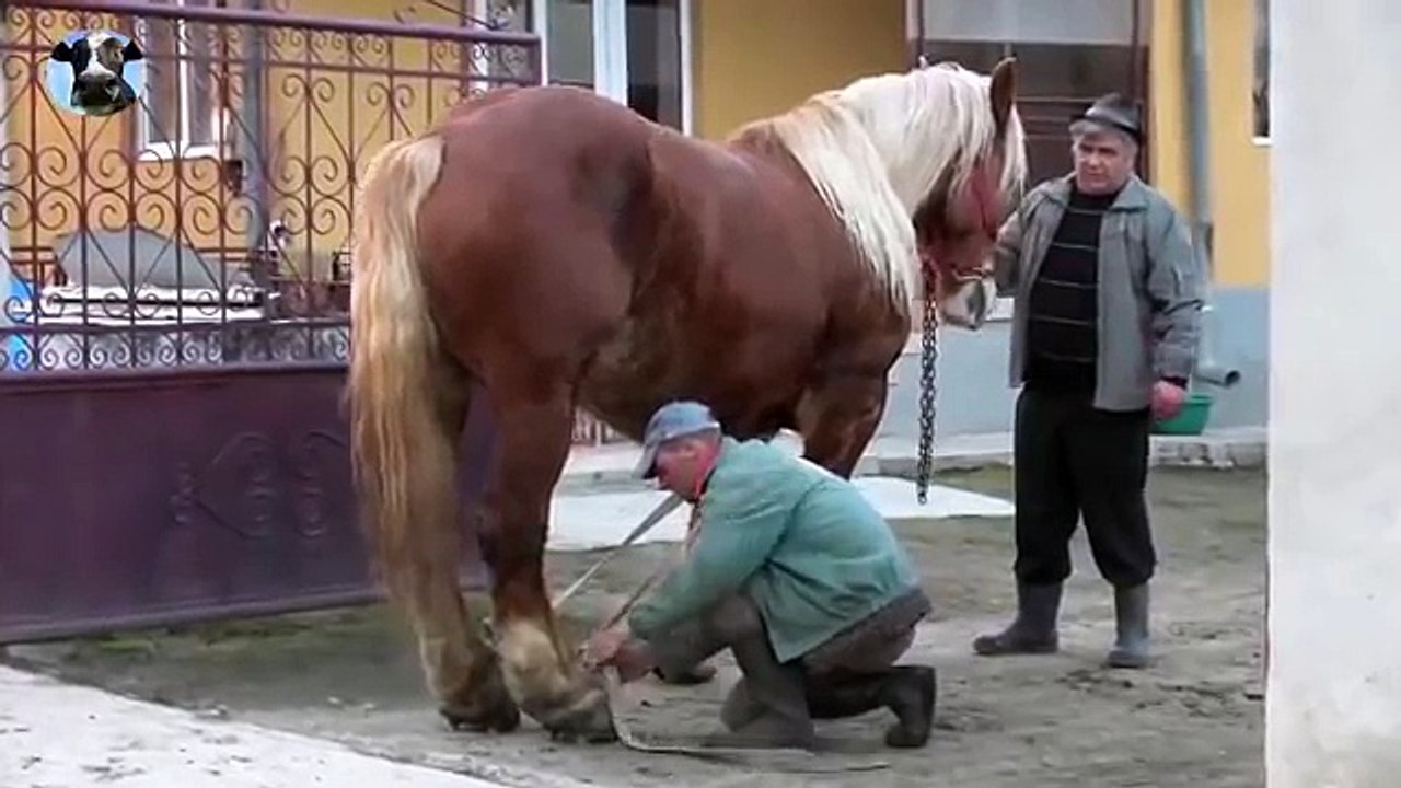 15 Mating collection 9 See Beautiful Horse Mating