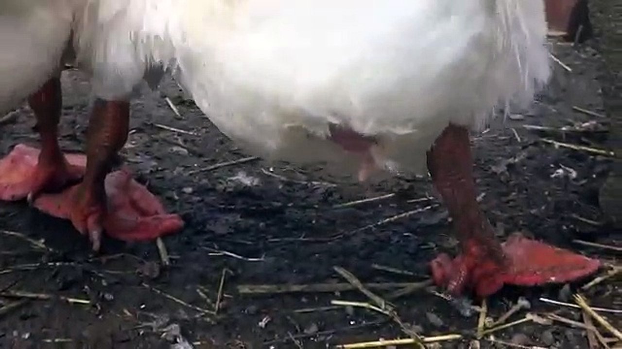 White Chinese Geese Mating