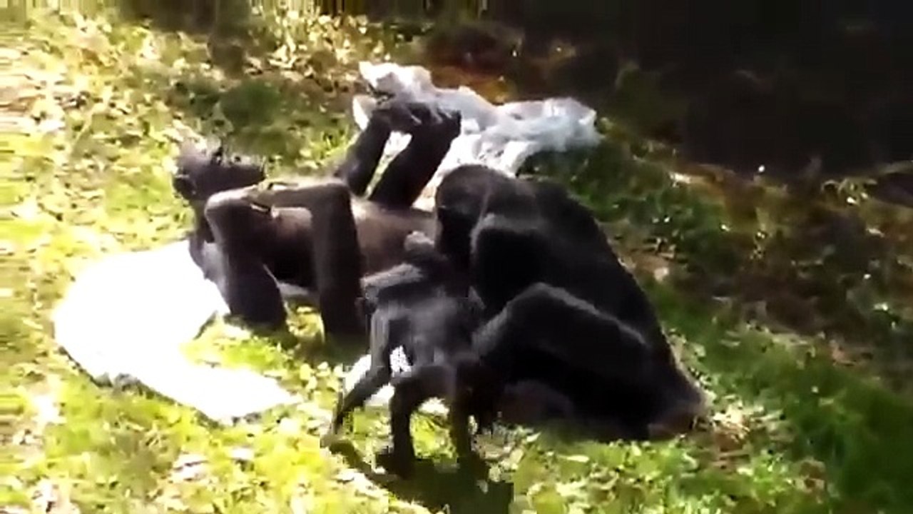 Funny Dog Mating With Monkey _ Monkey Mating _ Chimpanzee Sex _ Amazing Animal Video 2017