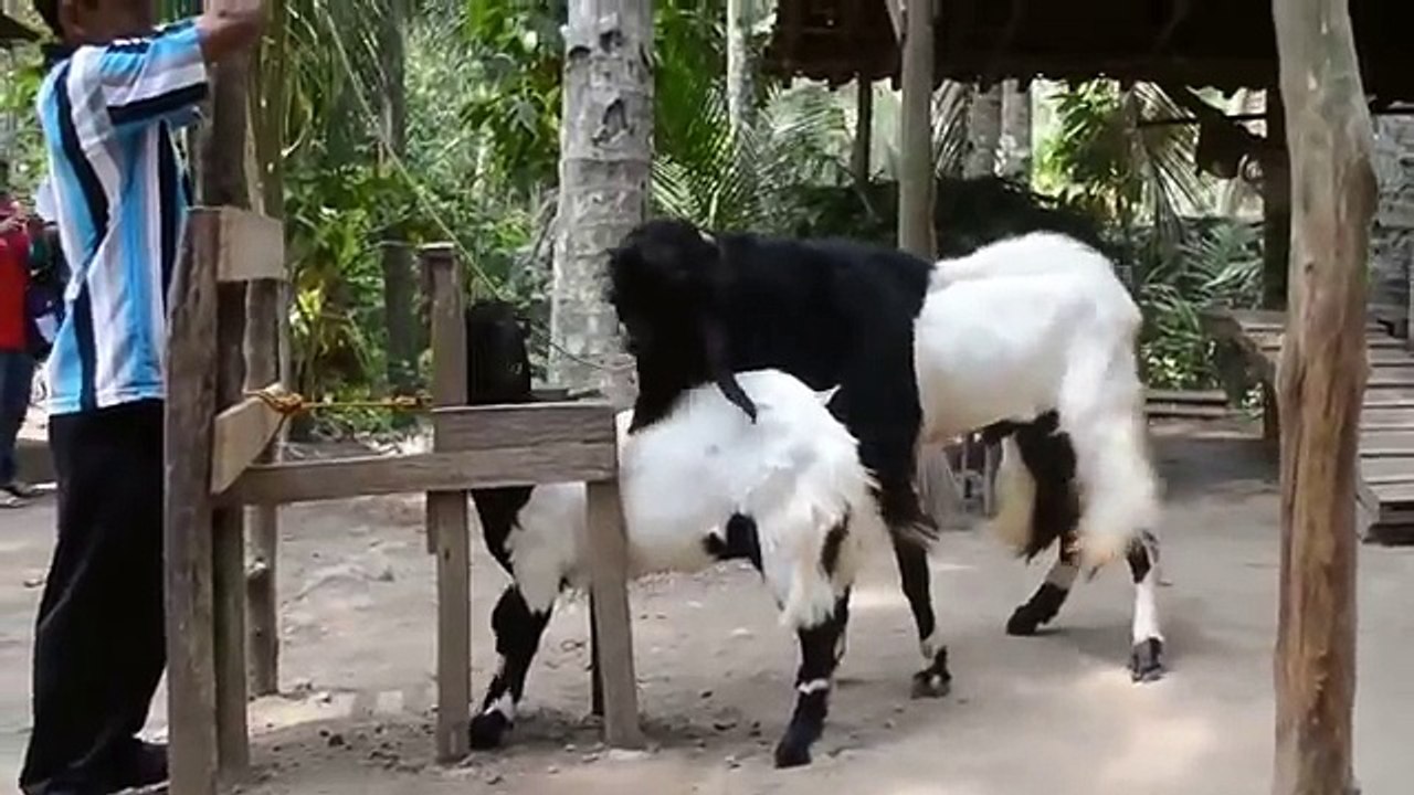 Goat Mating 2017