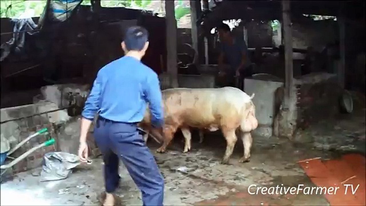 Pig Mating _ Animals Mating Video