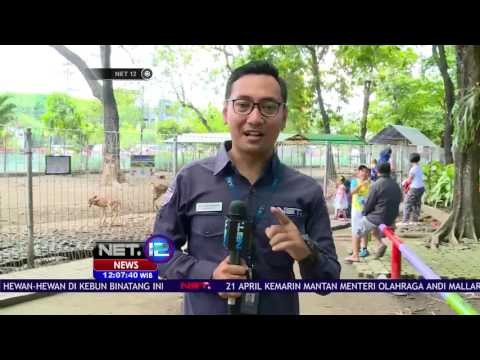 Live Report - Liburan Keluarga di Taman Flora dan Fauna di Surabaya - NET12