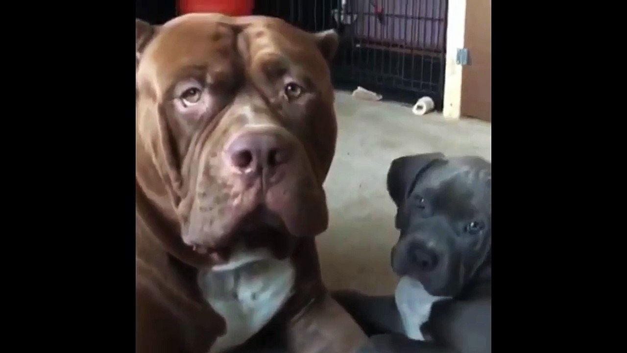 Just an adorable puppy spending some quality time with dad 