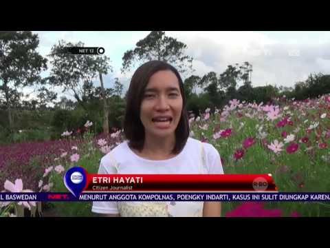 Cantik Taman Bunga Beta Agro Wisata di Bengkulu, Tempat Berswafoto Kekinian - NET12
