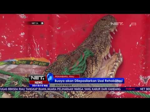 Petugas BBKSDA Tangkap Buaya Peliharaan - NET24