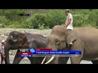 Keberlangsungan Gajah Sumatera Terancam, Warga Aceh akan Berikan Lahan Guna Konservasi - NET10