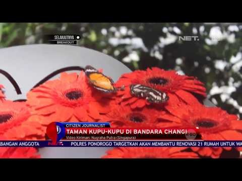 Taman Kupu-Kupu di Bandara Changi Singapura yang Nyaman Dinikmati Penumpang - NET12