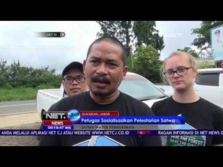 Diduga Habitat Asli Diganggu, Owa Jawa Pun Masuk Ke Permukiman Warga - NET24