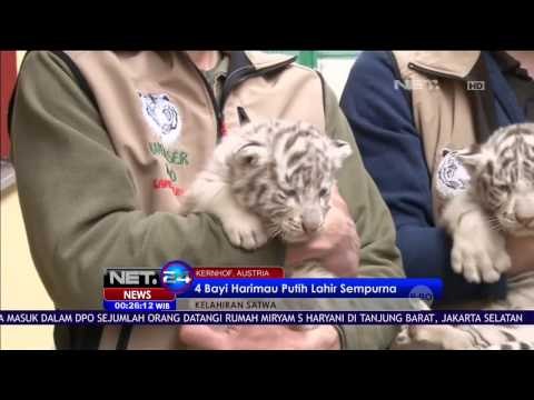 4 Bayi Harimau Putih Lahir Sempurna di Kernhof Austria - NET24