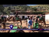 Wisata Unik Menunggangi Unta di Perbukitan Canaria Spanyol - NET12