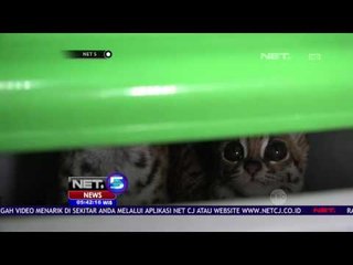 2 Bayi Macan Akan Dilepasliarkan di Medan NET5