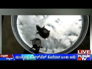 Malavalli : 2 Tortoise Babies Rescued From A Borewell Hole