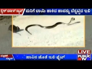Mother Rat Saves Baby Rat From Snake