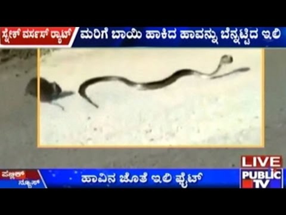 Mother Rat Saves Baby Rat From Snake